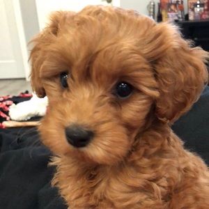 Meet your Posher, Kim